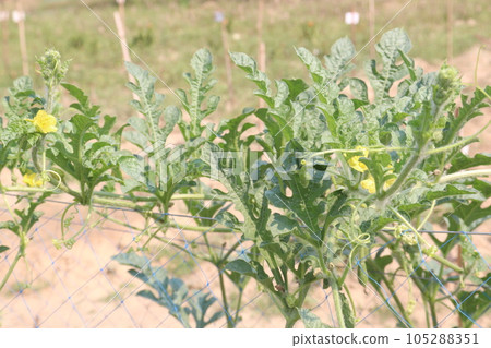 watermelon on tree in farm 105288351
