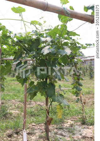Healthy Snake Gourd on tree in farm Healthy Snake Gourd on tree in farm 105288375