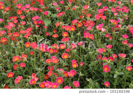 Moss rose purslane flower plant on nursery Moss rose purslane flower plant on nursery 105288396