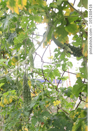 Bitter melon on tree in the firm 105288416