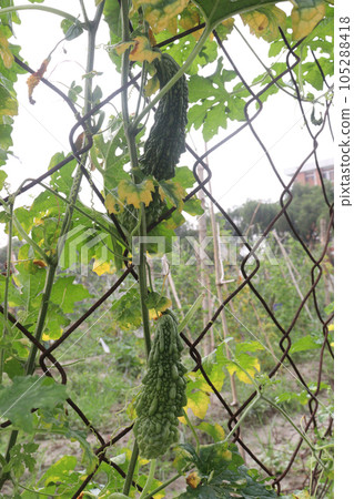 Bitter melon on tree in the firm 105288418