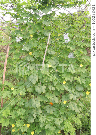 Bitter melon on tree in the firm Bitter melon on tree in the firm 105288421