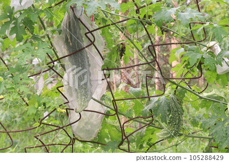 Bitter melon on tree in the firm 105288429