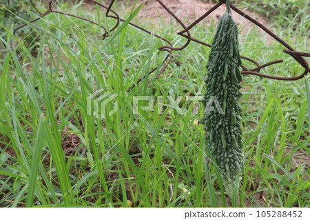 Bitter melon on tree in the firm Bitter melon on tree in the firm 105288452