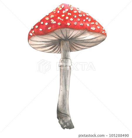 Fly agaric watercolor illustration isolated on transparent background made by hand Fly agaric watercolor illustration isolated on transparent background made by hand 105288490