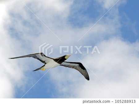 Boobies_20090913_8670 105288913