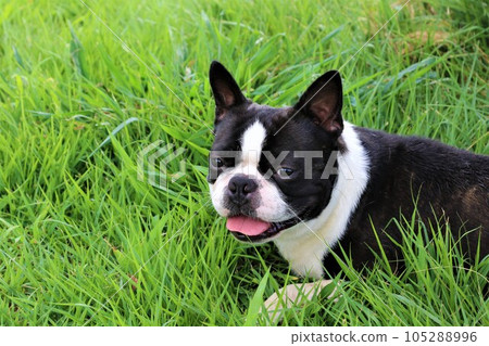 Mighty-kun, a Boston Terrier lying down on the meadow in Aigo no Sato, Hatoyama Town, looking at you with a smile♡ 105288996