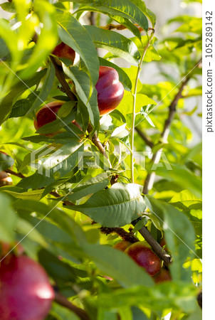 nectarine peaches grows in sunlight on tree nectarine peaches grows in sunlight on tree 105289142