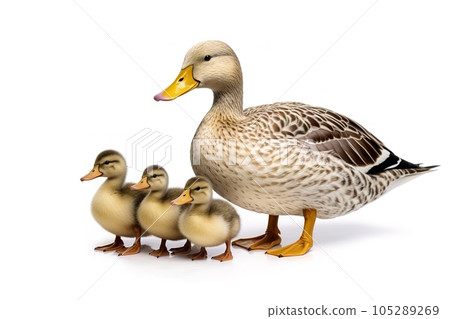 Image of family ducks on white background. Wildlife Animals. illustration. Generative AI. Image of family ducks on white background. Wildlife Animals. illustration. Generative AI. 105289269
