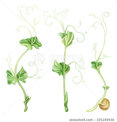 Illustration of micro-green peas in watercolor style. Young seed seedlings, edible leaves, a healthy food supplement. Clipart on a white background. Legumes for gardening, ingredients for cooking Illustration of micro-green peas in watercolor style. Young seed seedlings, edible leaves, a healthy food supplement. Clipart on a white background. Legumes for gardening, ingredients for cooking 105289436