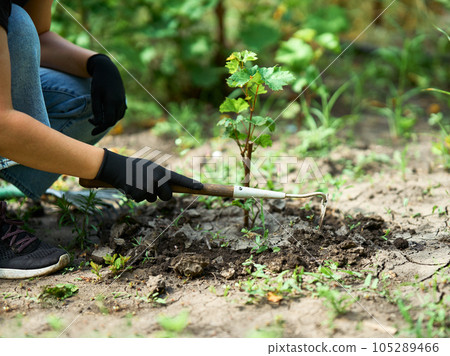 Woman farmer gardening in the backyard garden. Woman farmer gardening in the backyard garden. 105289466