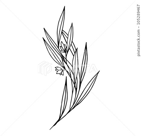 Botanical abstract line art composition with minimal floral elements of herbs, flowers, leaves and branches. vector illustration for wedding invitation, logo design and posters template, tattoo 105289467