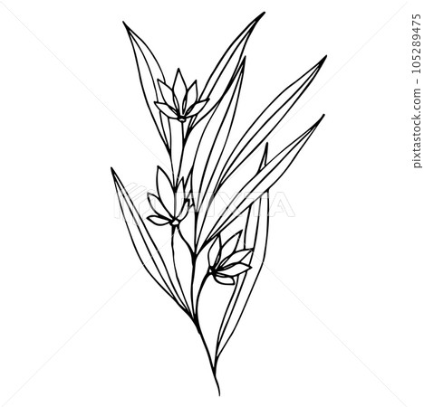 Botanical abstract line art composition with minimal floral elements of herbs, flowers, leaves and branches. vector illustration for wedding invitation, logo design and posters template, tattoo Botanical abstract line art composition with minimal floral elements of herbs, flowers, leaves and branches. vector illustration for wedding invitation, logo design and posters template, tattoo 105289475