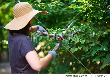 Female gardener trimming plants using hedge shears professional scissors 105289476