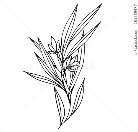 Botanical abstract line art composition with minimal floral elements of herbs, flowers, leaves and branches. vector illustration for wedding invitation, logo design and posters template, tattoo Botanical abstract line art composition with minimal floral elements of herbs, flowers, leaves and branches. vector illustration for wedding invitation, logo design and posters template, tattoo 105289477