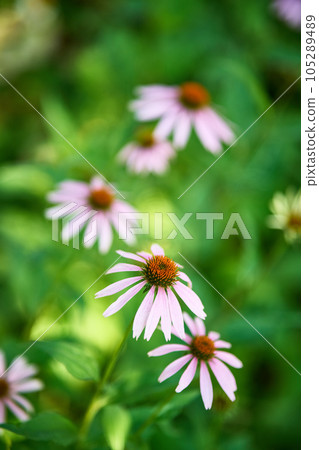 Beautiful pink flower of Echinacea purpurea in summer garden. 105289489