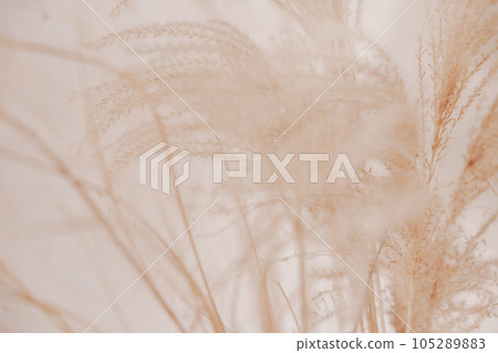 Natural background with pampas grass. Dried soft plants, Cortaderia selloana. Dry grass, boho style. Pastel colors. 105289883