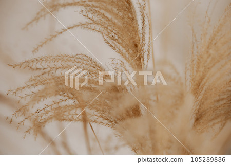Natural background with pampas grass. Dried soft plants, Cortaderia selloana. Dry grass, boho style. Pastel colors. 105289886