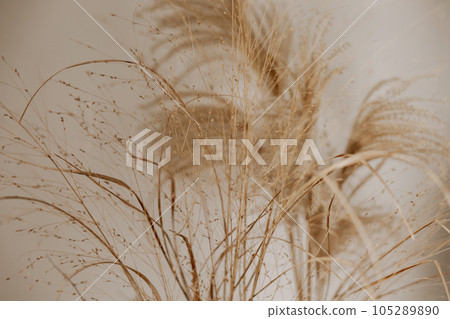 Natural background with pampas grass. Dried soft plants, Cortaderia selloana. Dry grass, boho style. Pastel colors. 105289890