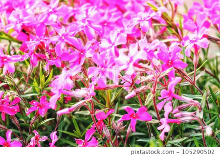 A photograph taken by focusing on the central part of the image and photographing the densely packed multiple red-purple flowers of the sorrel in the fresh green season. 105290502