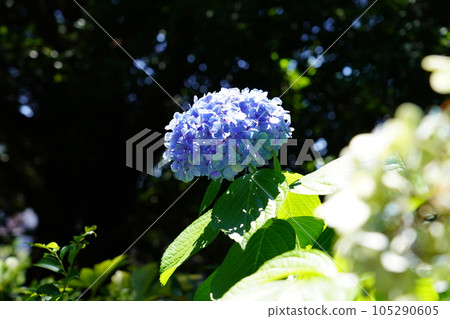 Hydrangea 105290605