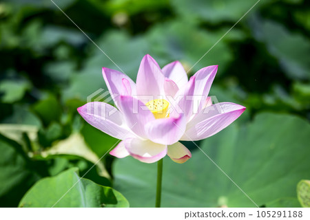 lotus flower summer flower image lotus flower summer flower image 105291188