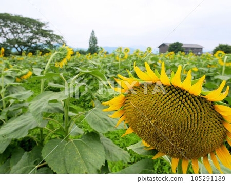 Yamaga City, Kumamoto Prefecture Hoboda Higashihara Ruins Sunflower Field Yamaga City, Kumamoto Prefecture Hoboda Higashihara Ruins Sunflower Field 105291189
