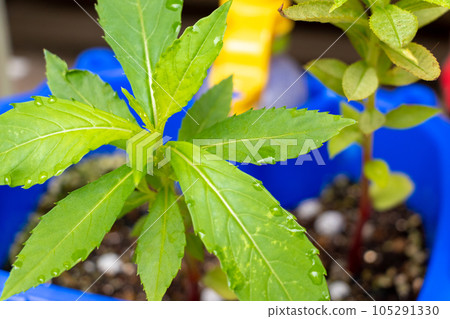 盆栽香脂葉上的晨露 105291330