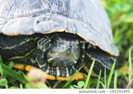 Red eared slider (green turtle) Red eared slider (green turtle) 105291445