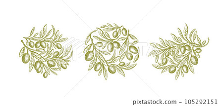 Olive round symbols. Vector fruit, leaves, branch 105292151