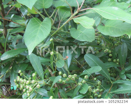 immature pyracanthus fruit that turns red in autumn immature pyracanthus fruit that turns red in autumn 105292234