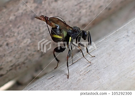 Laying wasp 105292300