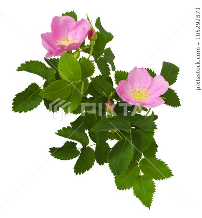 Branch of wild rose flowers, buds and leaves isolated Branch of wild rose flowers, buds and leaves isolated 105292871
