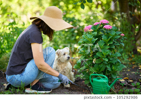 Young female in hat and gloves gardening with her dog 105292986