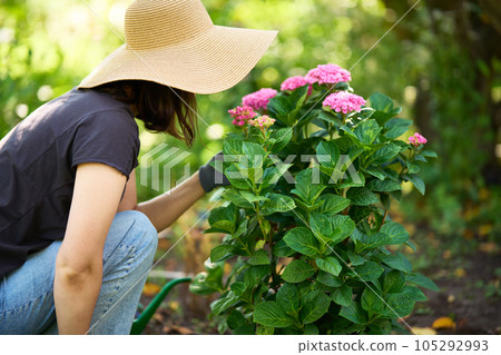 Gardener woman in hat and gloves plants flowers on the garden 105292993