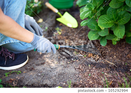 Gardener woman cleaning flowerbed in her backyard garden and raking the dirt prepares the soil for seedling flowers 105292994