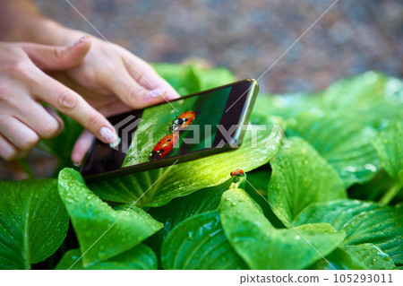 Young woman taking photo of ladybugs on a green leaf with smart phone 105293011