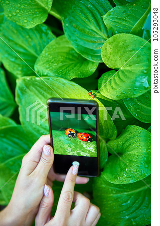 Young woman taking photo of ladybugs on a green leaf with smart phone 105293048