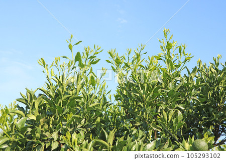 Close-up of summer buds after full thinning of the upper 1/3 of the crown of Dekopon (Shiranui) Close-up of summer buds after full thinning of the upper 1/3 of the crown of Dekopon (Shiranui) 105293102