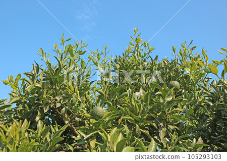 Dekopon (Shiranui) summer buds after full thinning of the upper 1/3 of the crown Dekopon (Shiranui) summer buds after full thinning of the upper 1/3 of the crown 105293103