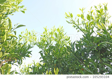 Dekopon's summer branch photographed from the inside after the top 1/3 of the crown has been thinned Dekopon's summer branch photographed from the inside after the top 1/3 of the crown has been thinned 105293104