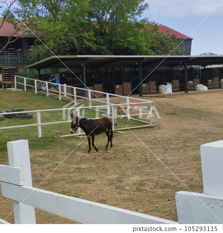 animal, animals, zoological 105293115