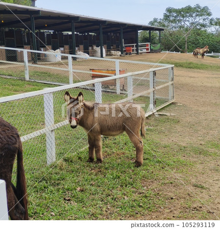 animal, animals, zoological 105293119