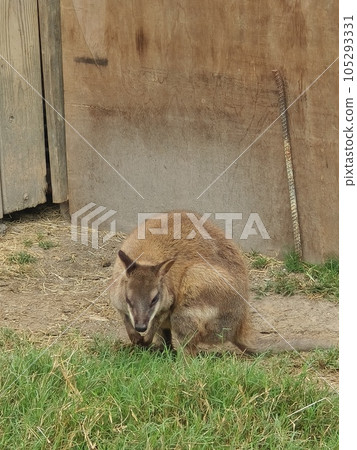 Kangaroos at Chulu Ranch in Beinan Township Kangaroos at Chulu Ranch in Beinan Township 105293331