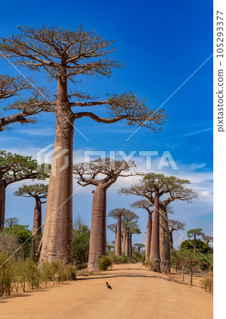 Sun-kissed Baobab Alley in Morondava - A Spectacular View of avenue! Madagascar landscape Sun-kissed Baobab Alley in Morondava - A Spectacular View of avenue! Madagascar landscape 105293377