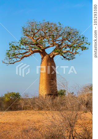 Baobab trees standing tall in Kivalo, Morondava.. Madagascar wilderness landscape. 105293380