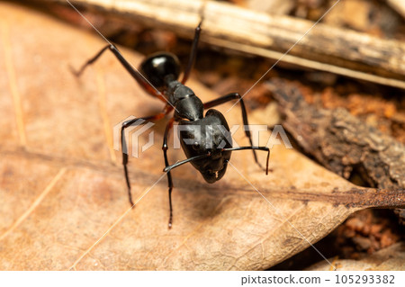 Carpenter ant, Camponotus gibber., Ambalavao, Madagascar wildlife 105293382