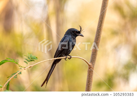 Crested Drongo, Dicrurus Forficatus, Kirindy forest, Madagascar wildlife Crested Drongo, Dicrurus Forficatus, Kirindy forest, Madagascar wildlife 105293383