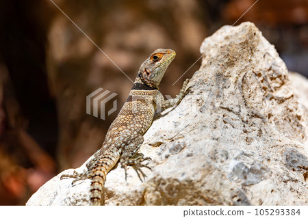 Cuvier's Madagascar Swift, Oplurus cuvieri, Tsingy de Bemaraha. Madagascar wildlife 105293384