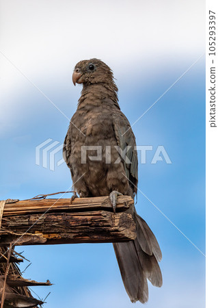 Lesser vasa parrot or black parrot, Coracopsis nigra, Bekopaka Tsingy de Bemaraha, Madagascar Lesser vasa parrot or black parrot, Coracopsis nigra, Bekopaka Tsingy de Bemaraha, Madagascar 105293397